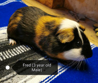 3 Year Old Male Guinea Pig 