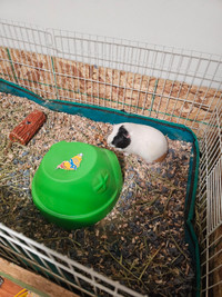 Female guinea pigs