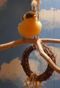 Canary singing male ring neck tricoloured vet certified