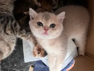Pure British Shorthair Kitten: Blue Golden Shaded, View more