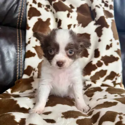 Chihuahua éleveurs depuis 17 ans, View more