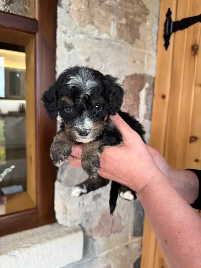 Outstanding F2 Mini Bernedoodle Puppies in Dogs & Puppies for Rehoming in Markham / York Region - Image 10