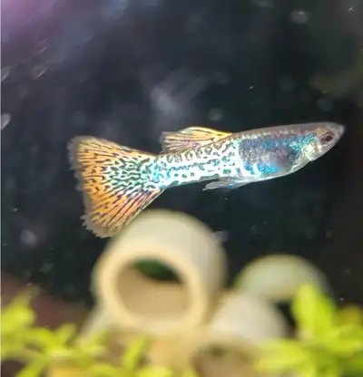 High quality Metal head red lace guppy fry $3 each or 4 for $10 young fry. Photos of parents (adult...