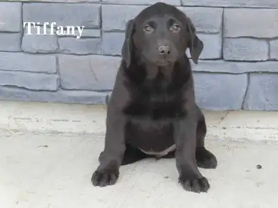 Red heeler and Labrador mix puppies looking for new home +1 (226) 212-0470 Calls only 2 black female...