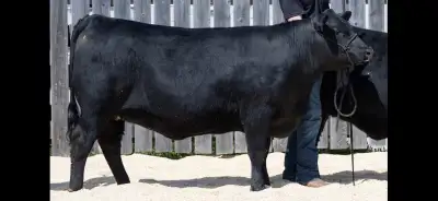 Purebred Black Angus Bred Heifers - 2 heifers. Bred to purebred black angus bull - SAV Resource son....