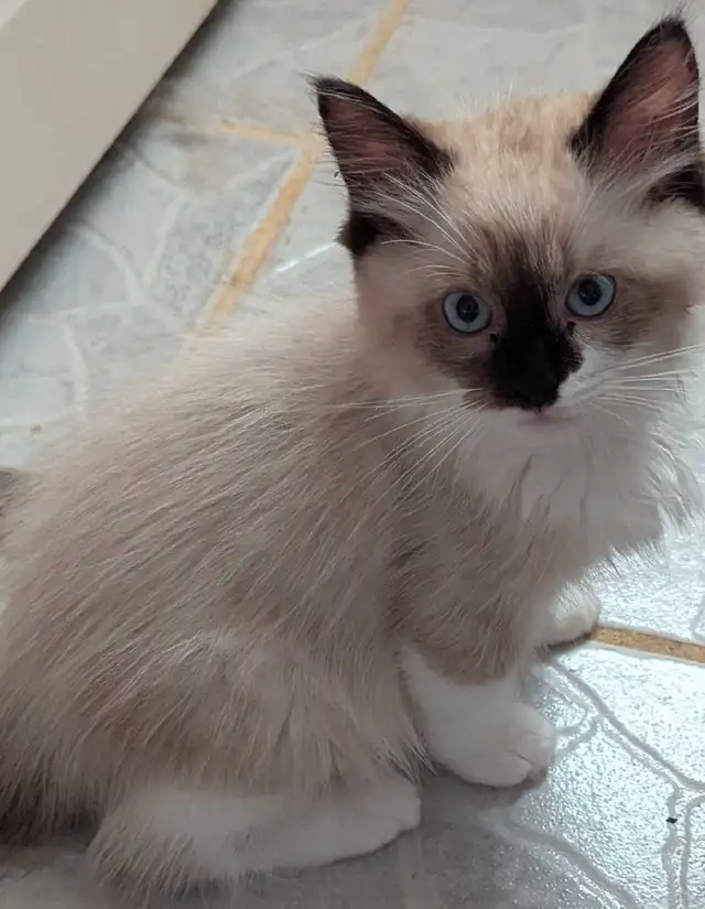 Ragdoll female kitten Tica registered(Bluenoserags) in Cats & Kittens for Rehoming in Moncton - Image 8