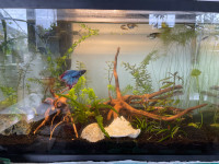 Looking for trade/free aquarium supplies and plants