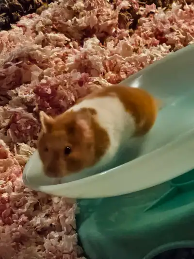 Free female hamster