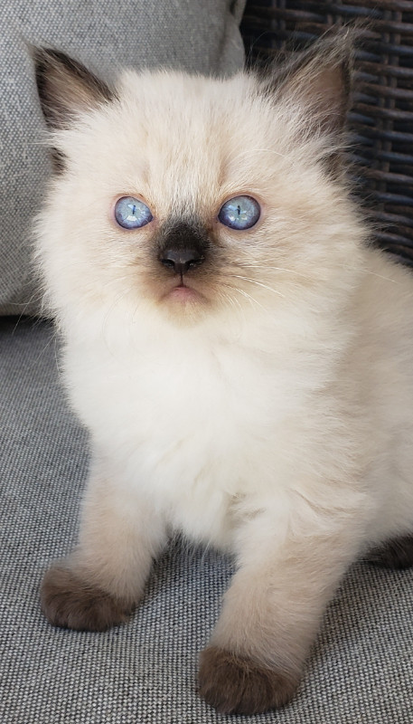 Gorgeous Ragdoll Kitten in Cats & Kittens for Rehoming in Kelowna