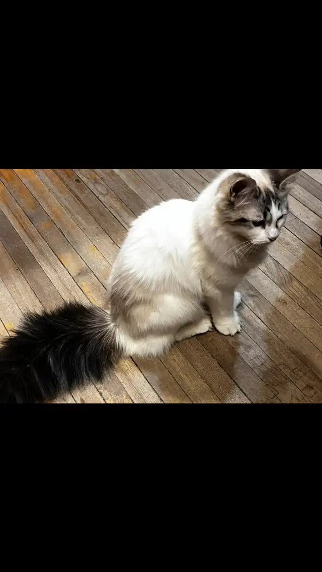 Chatte ragdoll in Cats & Kittens for Rehoming in Laurentides - Image 7