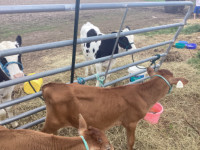 Jersey bull calf