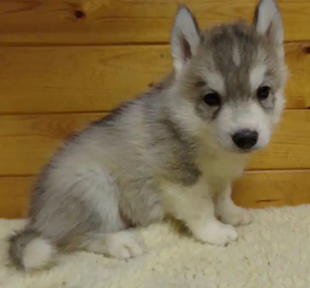 Registered Siberian Huskies in Dogs & Puppies for Rehoming in Hamilton - Image 3
