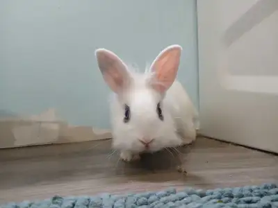 Rabbit Lapin lionhead, View more