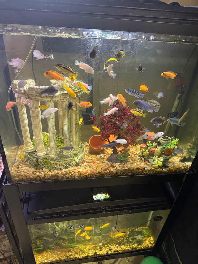 cichlids in Fish for Rehoming in Grand Bend