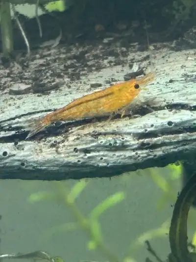Orange Sakura shrimp, View more