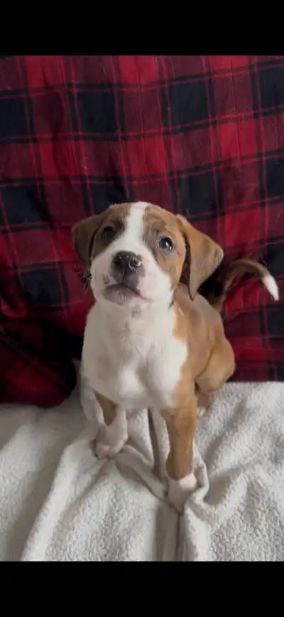 Boxer x Mastiff puppies ready for their new homes 8 weeks old, eating solid food and doing great Rai...