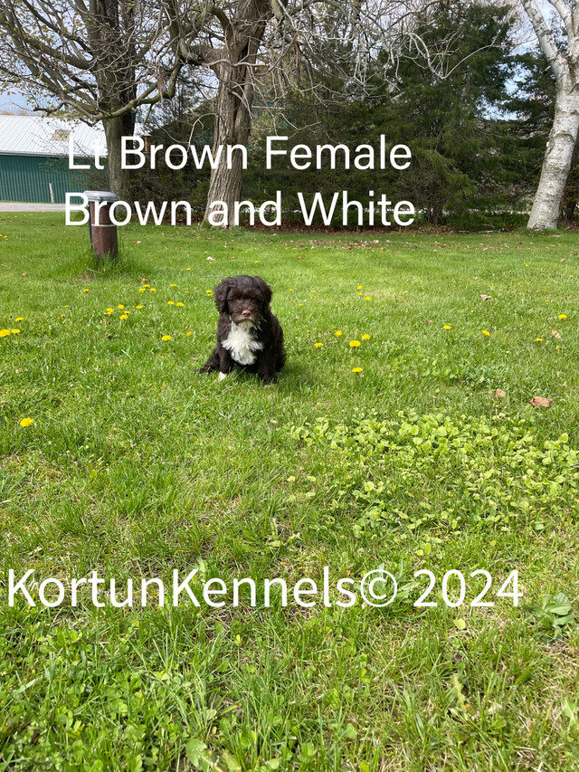 Beautiful Portuguese Water Dog Puppies in Dogs & Puppies for Rehoming in Peterborough - Image 2