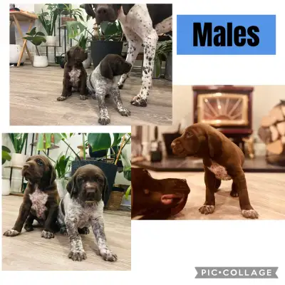 GERMAN SHORTHAIR POINTER PUPPIES, View more