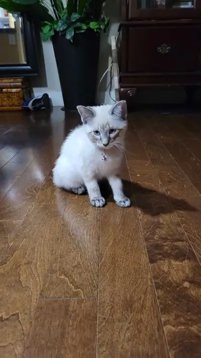 Siamese & Tortoisehell Kittens Ready for Loving Homes!, View more