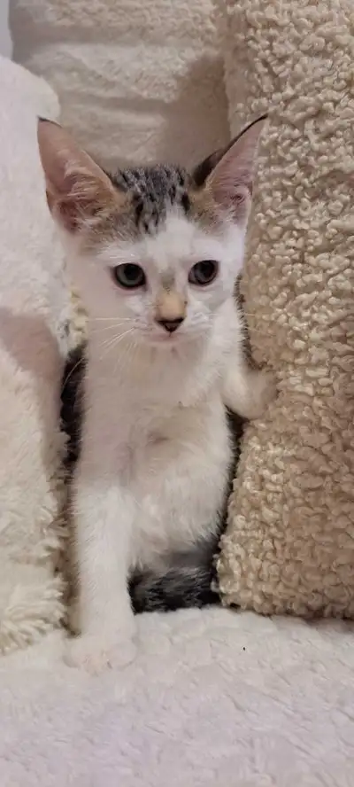 Kitten [Male], View more