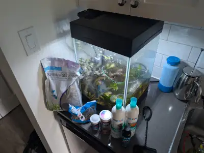 3 fish needing a home, View more