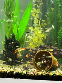 Guppies (Guppy) Fish for sale - lots ! 