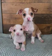 2 males left!  chihuahua puppy's 