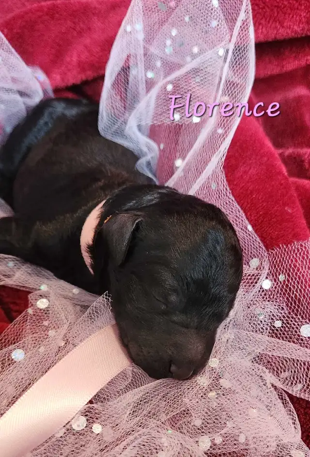 STUNNING CKC REGISTERED STANDARD POODLE PUPS in Dogs & Puppies for Rehoming in Edmonton - Image 9
