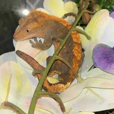 Male Crested Gecko + full set up, View more