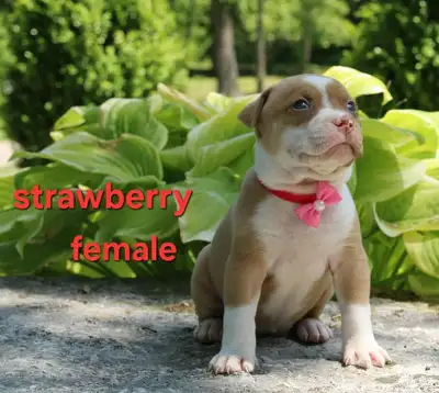 Puppies For Sale, View more