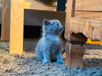Kitten ready for rehome