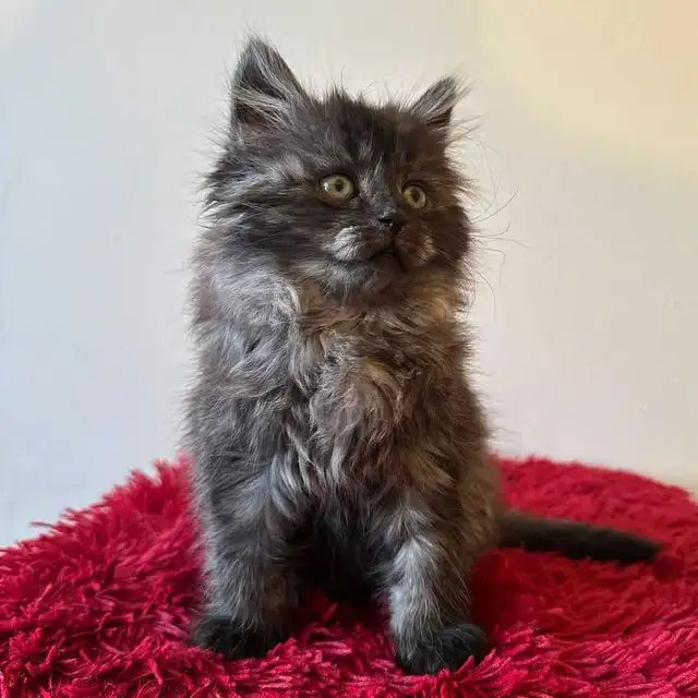 Vaccinated Siberian kitten