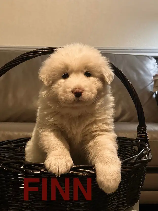 Great Pyrenees/Alaskan Malamute Puppies in Dogs & Puppies for Rehoming in Portage la Prairie - Image 13