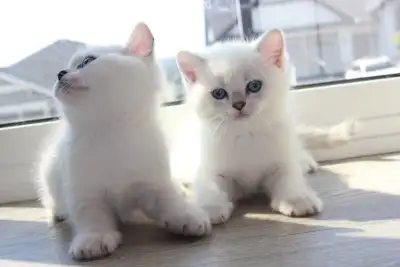 Beautiful Purebred British Shorthair Chinchilla kittens are ready for their forever homes. 1 boy and...