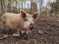 Organic Forest Raised pigs
