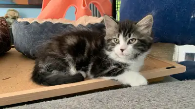 Persian/Ragdoll Mix 1 male left, View more