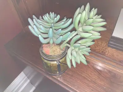 Fake plant, View more