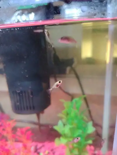 free baby mollies , View more