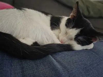 kitten looking for forever home, View more