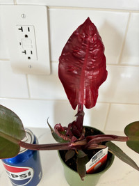 Healthy indoor plant - philodendron red sun