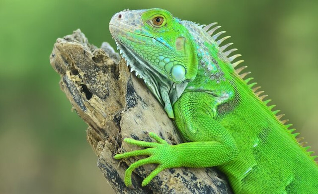 BEAUTIFUL BABY BLUE, RED & GREEN IGUANAS in Reptiles & Amphibians for Rehoming in North Bay - Image 4