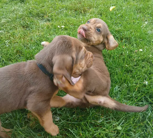 ‍Bloodhound puppies in Dogs & Puppies for Rehoming in Norfolk County - Image 11