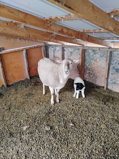 sheep herd for sale, View more