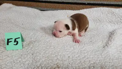 BOSTON TERRIER PUPS, View more