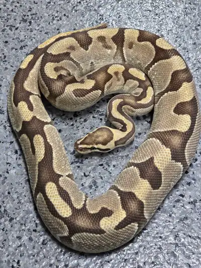 Female breeder ball python Enchi Fire Het Clown Weight: 1475 g Good breeder female, clean markings,...