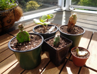 Cacti & Jade - Keep on Growing