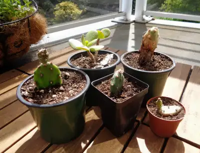 Cacti & Jade - Keep on Growing, View more