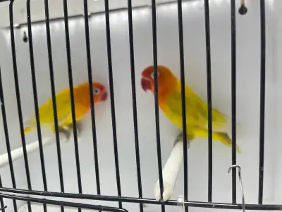 Fischer love birds for sale , View more