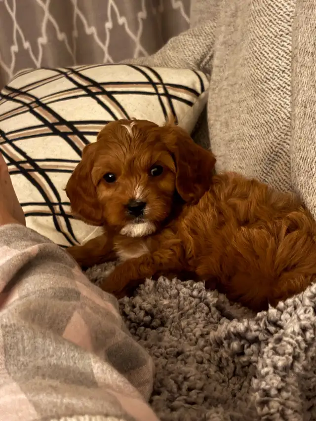 8 week old cavapoo in Dogs & Puppies for Rehoming in Cambridge - Image 4