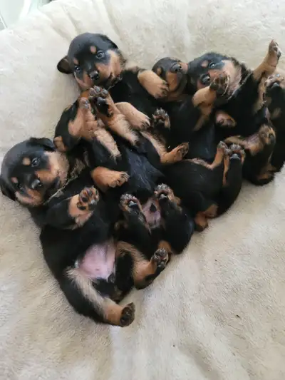 PURE BRED GERMAN ROTTWEILER PUPPIES, View more